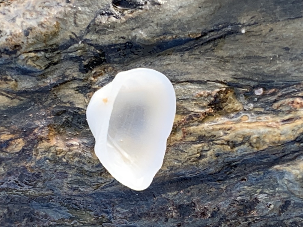 Striarca pisolina from Bongil Bongil National Park, Bundagen, NSW, AU ...