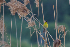 Emberiza aureola