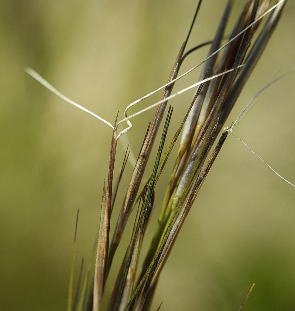 Forked Three-awn Grass