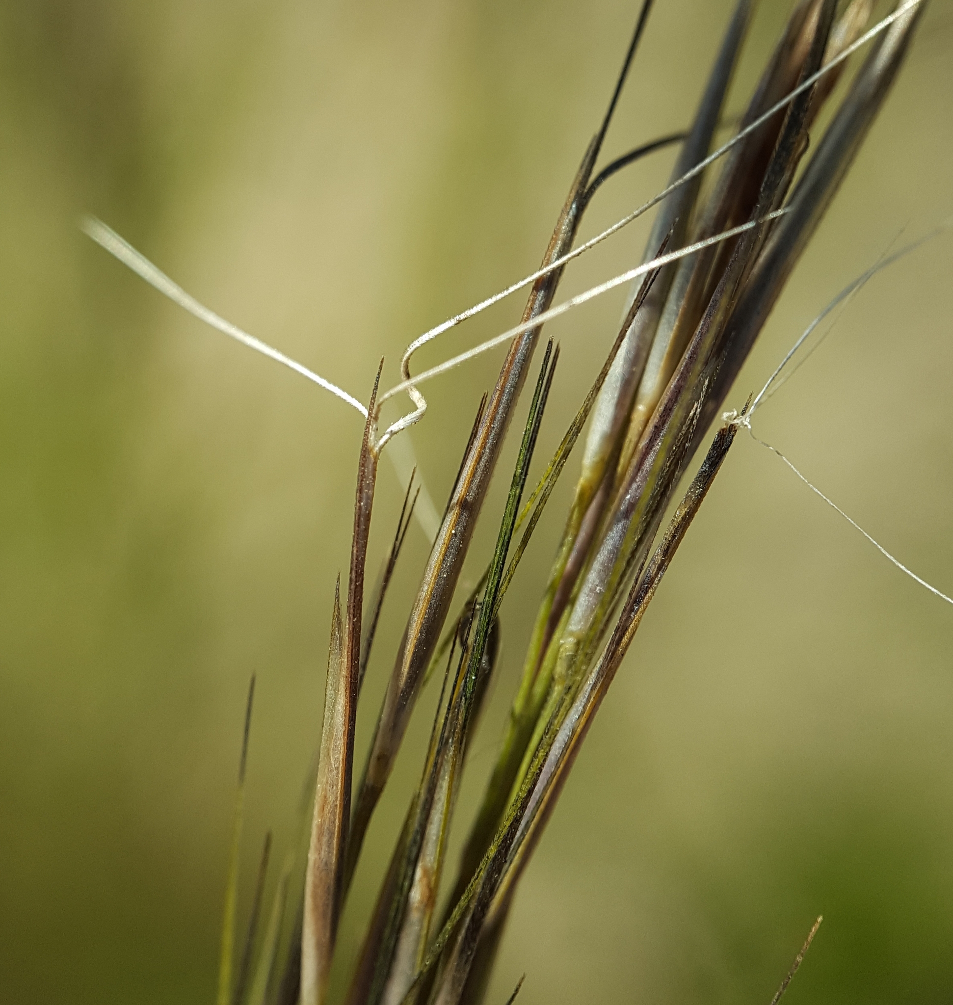 Aristida basiramea
