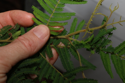 Image of Acacia oshanesii by (c) Greg Tasney, some rights reserved (CC BY-SA)