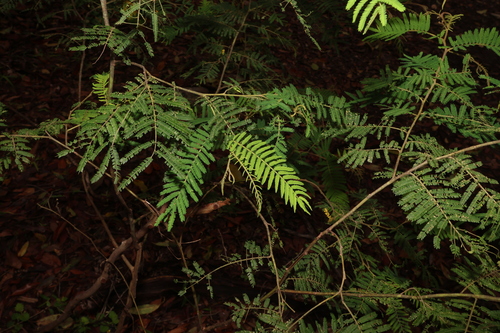 Image of Acacia oshanesii by (c) Greg Tasney, some rights reserved (CC BY-SA)