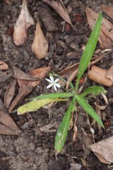 Chlorophytum modestum