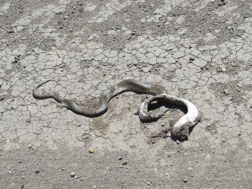 Paraphimophis rusticus