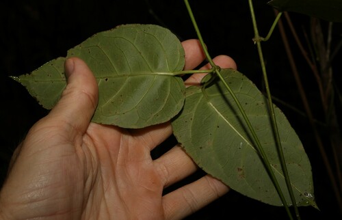 Image of Vincetoxicum polyanthum by (c) Greg Tasney, some rights reserved (CC BY-SA)