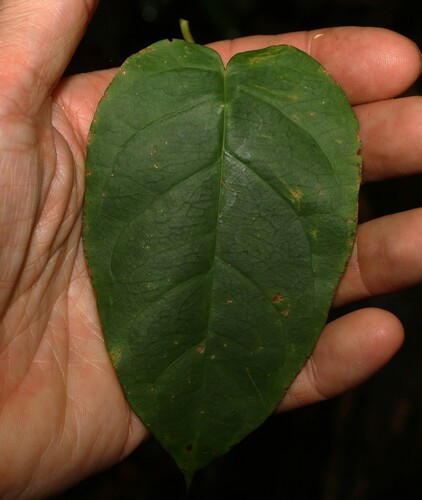 Image of Vincetoxicum polyanthum by (c) Greg Tasney, some rights reserved (CC BY-SA)
