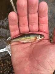 Clinostomus funduloides