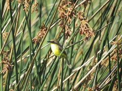 Pseudocolopteryx flaviventris