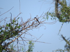 Xenopsaris albinucha