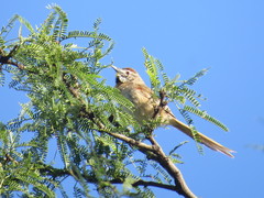 Schoeniophylax phryganophilus