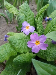 Primula vulgaris rubra