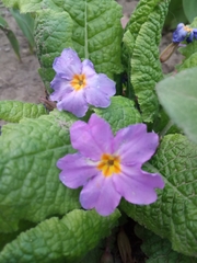 Primula vulgaris rubra