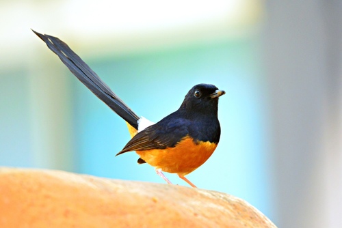 White-rumped Shama