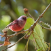 Pink-headed Warbler - Photo no rights reserved, uploaded by Adam Jackson