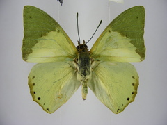 Charaxes eupale latimargo