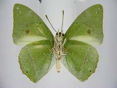 Charaxes eupale latimargo