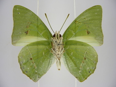 Charaxes eupale latimargo