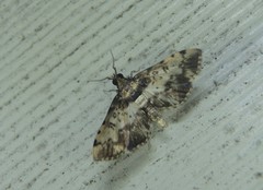 Nacoleia amphicedalis