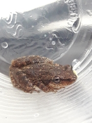 Scinax nasicus