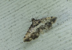 Nacoleia amphicedalis