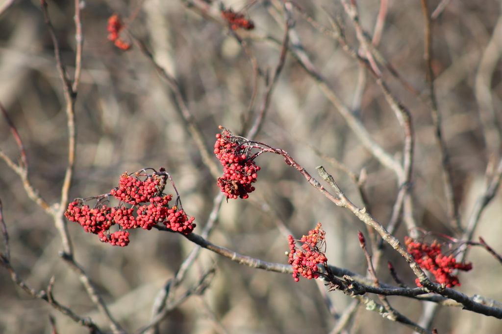 American mountain ash from Carbon County, PA, USA on December 28, 2023 ...