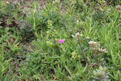 Carpobrotus dimidiatus