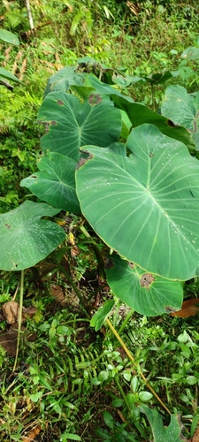 Foto de Taioba