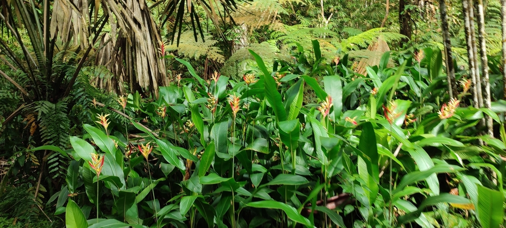 Foto de Bananeira-de-jardim