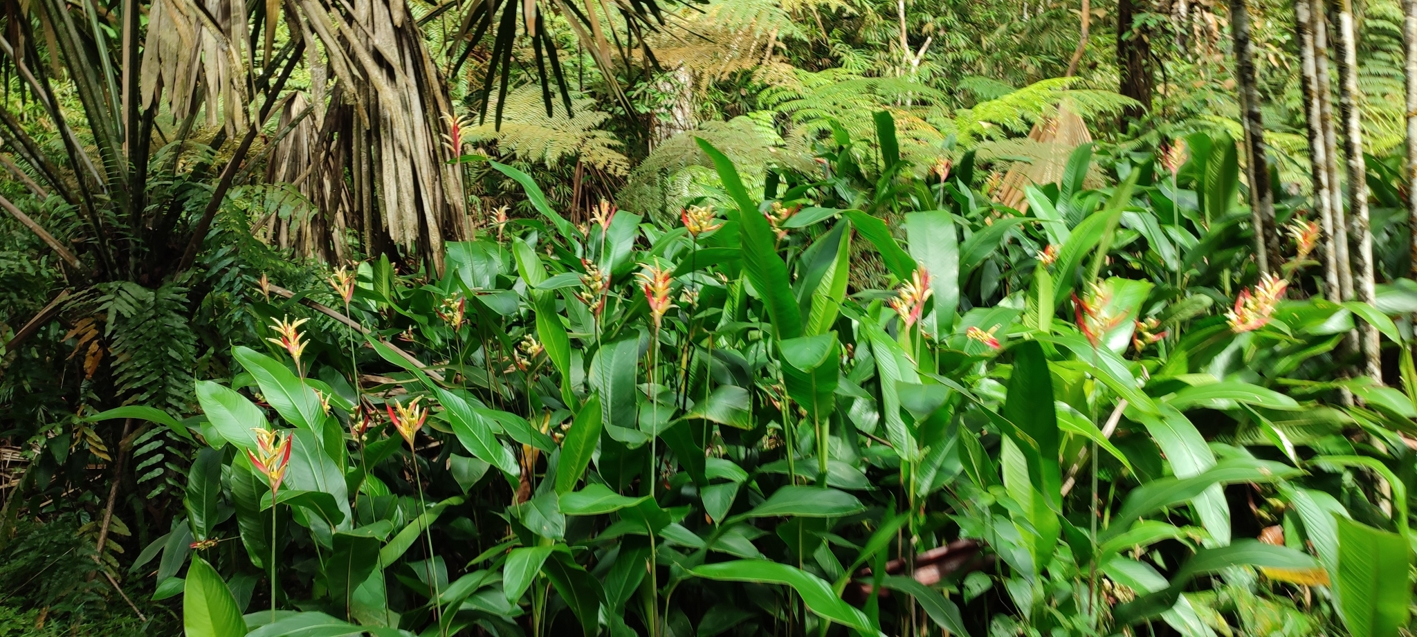 Imagem de Bananeira-de-jardim