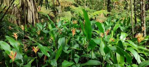 Foto de Bananeira-de-jardim