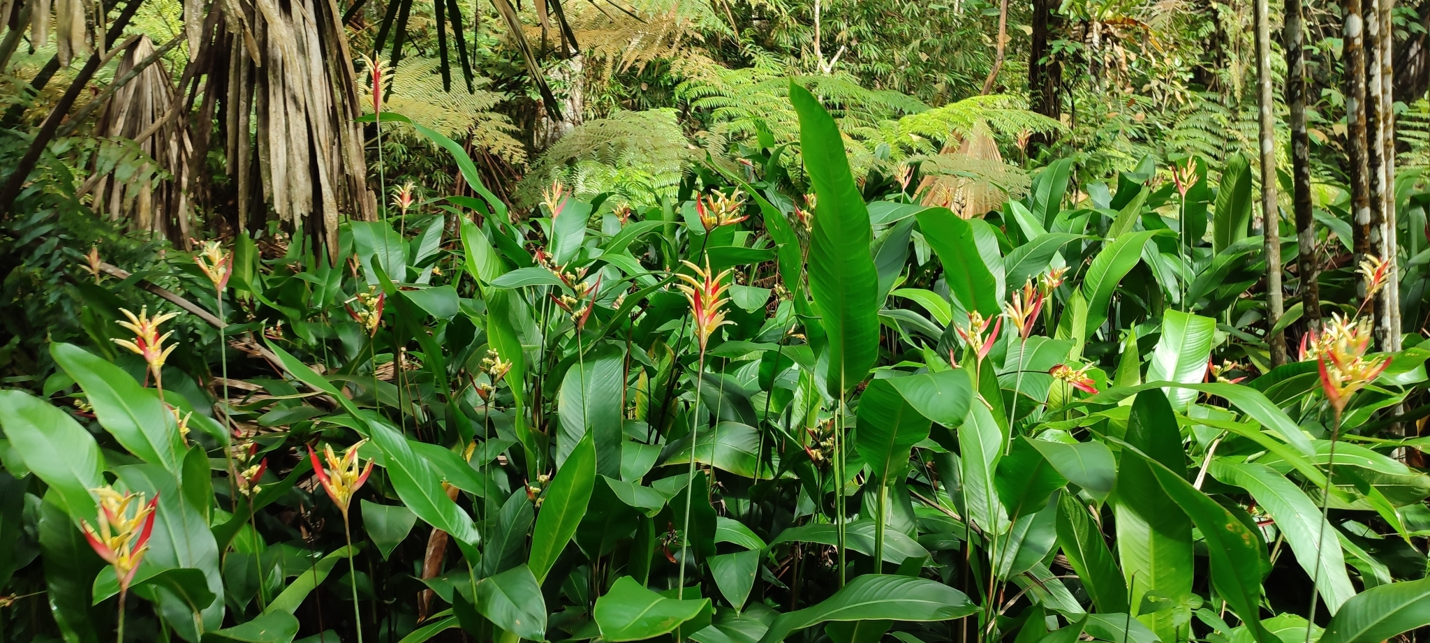 Imagem de Bananeira-de-jardim