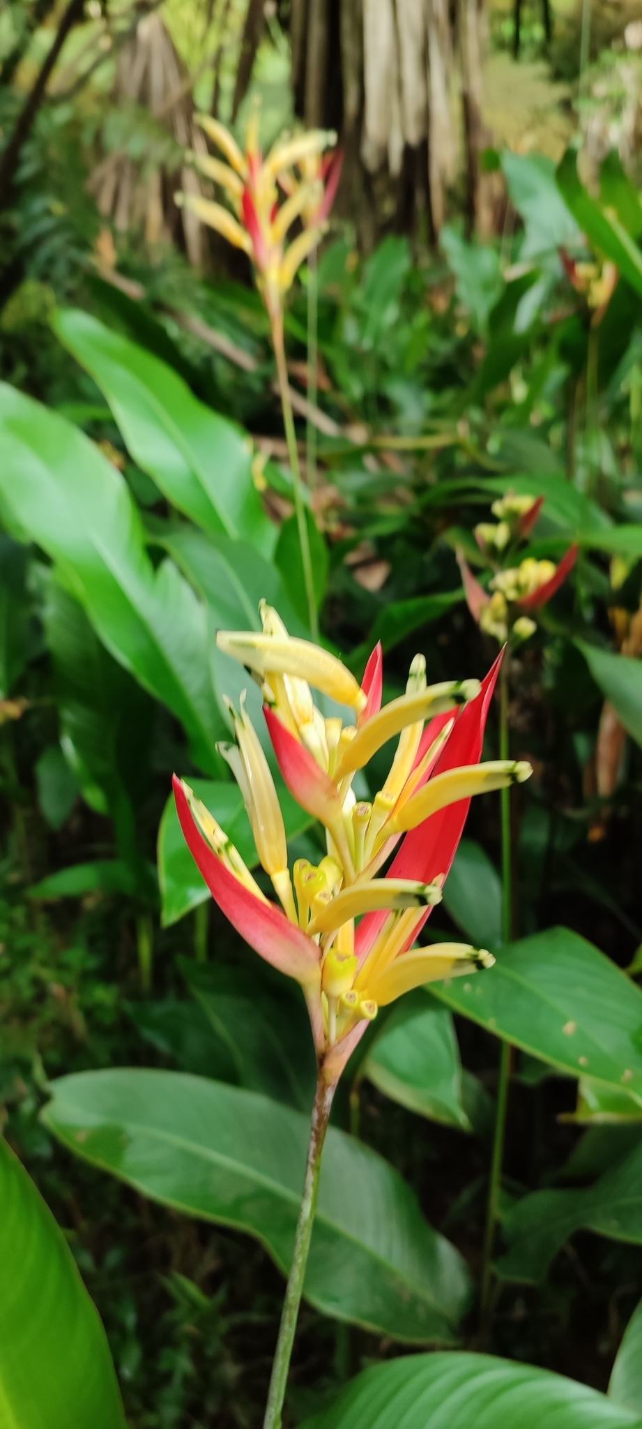 Imagem de Bananeira-de-jardim