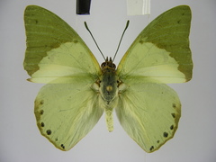 Charaxes eupale latimargo