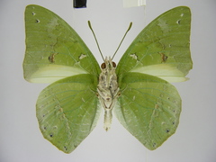 Charaxes eupale latimargo