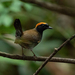 Antthrushes - Photo (c) Thibaud Aronson, some rights reserved (CC BY-SA), uploaded by Thibaud Aronson