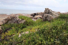 Carpobrotus dimidiatus