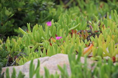 Carpobrotus dimidiatus