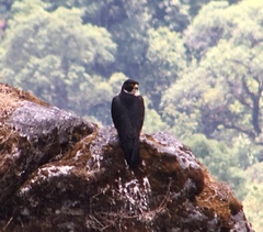 Falco severus