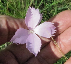 Dianthus zeyheri