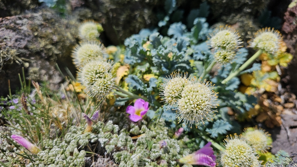 Moschopsis ameghinoi (Moschopsis ameghinoi)