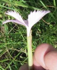 Dianthus zeyheri