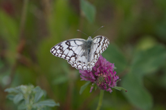Melanargia russiae