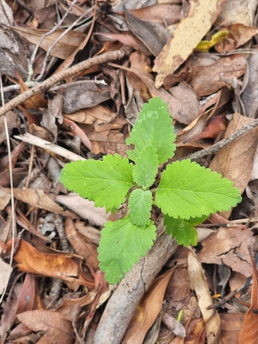Image of Teucrium betonicum by (c) Vítor Jorge, some rights reserved (CC BY)