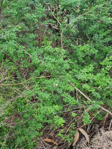 Image of Genista maderensis by (c) Vítor Jorge, some rights reserved (CC BY)