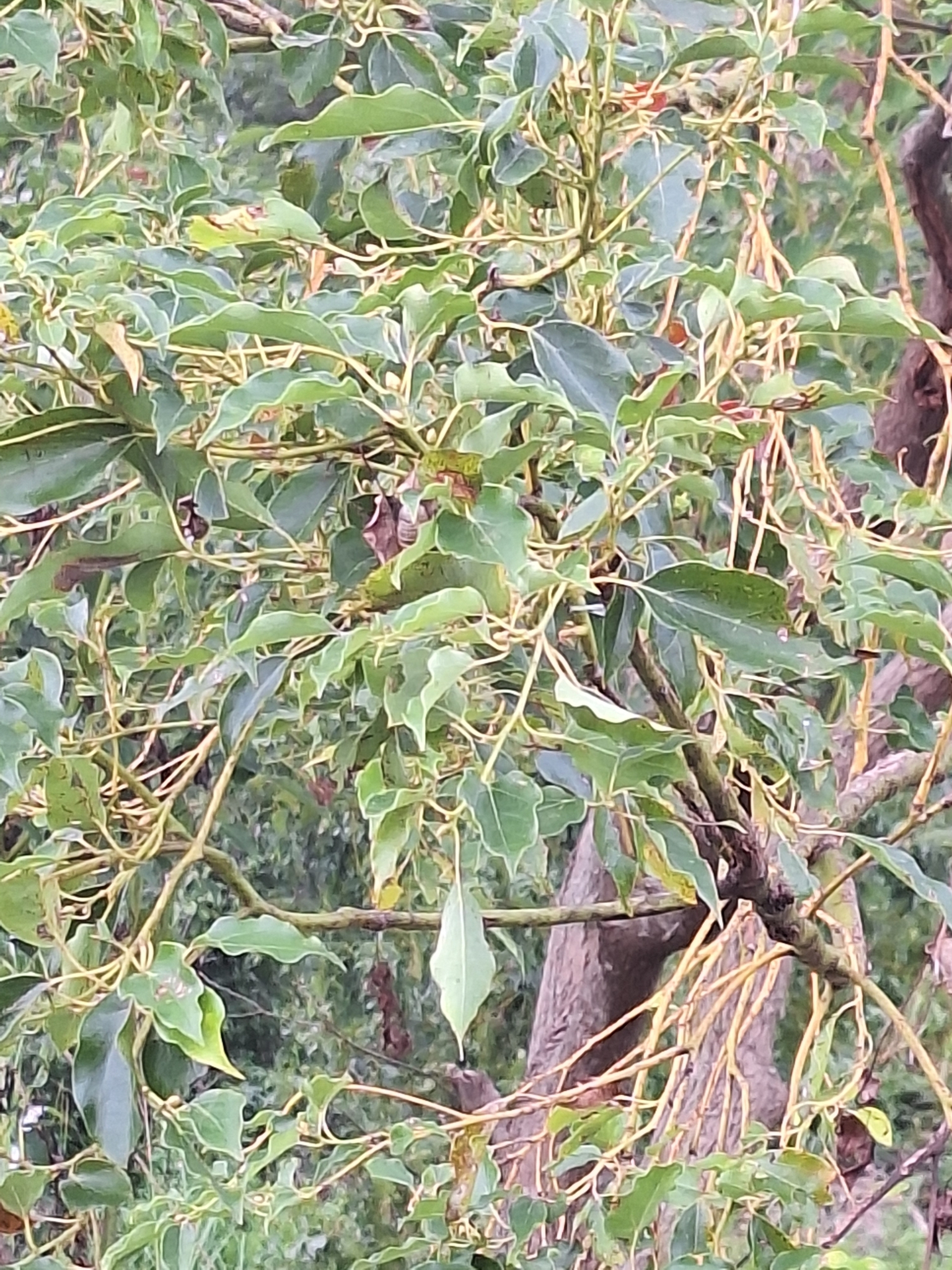 Imagem de Canela