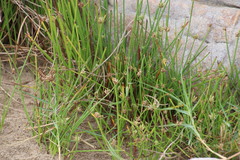 Cyperus laevigatus
