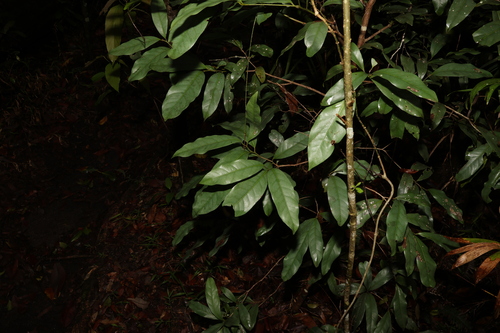 Image of Beilschmiedia elliptica by (c) Greg Tasney, some rights reserved (CC BY-SA)