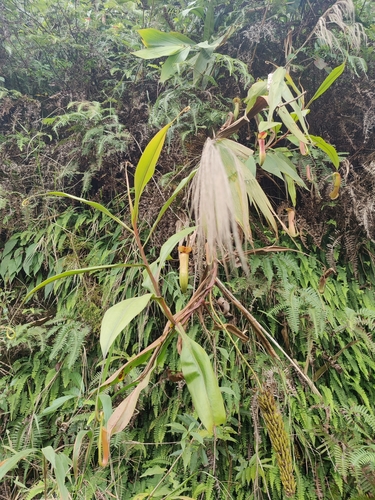 Nepenthes khasiana