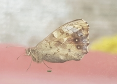 Pararge aegeria