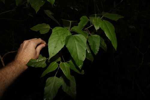 Image of Mallotus discolor by (c) Greg Tasney, some rights reserved (CC BY-SA)